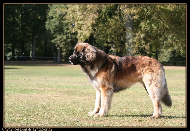 Chaman des Lions de Tambacounda