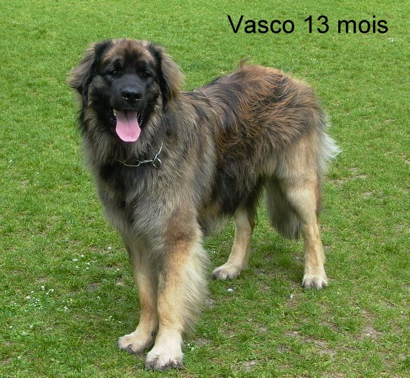 Vasco vic' des Lions de Tambacounda
